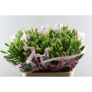 Li La Scotland (rose)