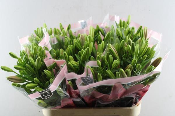 <h4>Li La Scotland (rose)</h4>