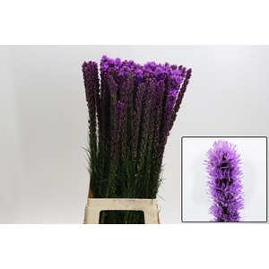 LIATRIS CALLILEPIS