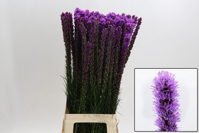 <h4>LIATRIS CALLILEPIS</h4>