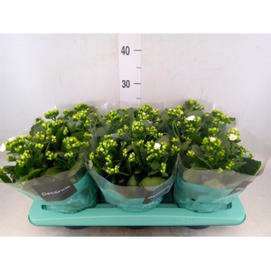 Kalanchoe blos. 'Skydive'