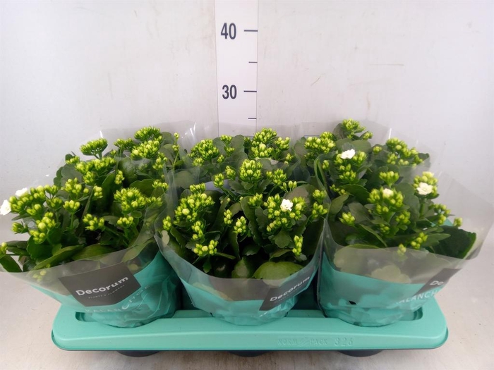 <h4>Kalanchoe blos. 'Skydive'</h4>