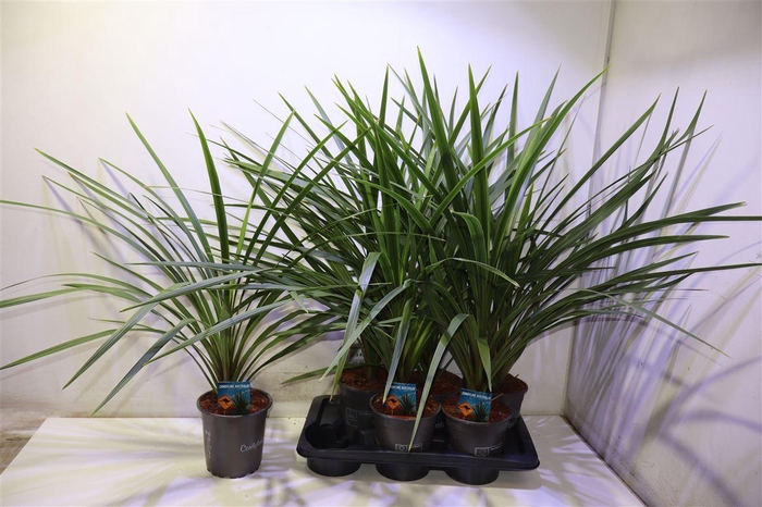 <h4>Cord In Peko</h4>