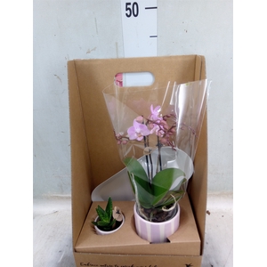 Arr.  Phalaenopsis H%