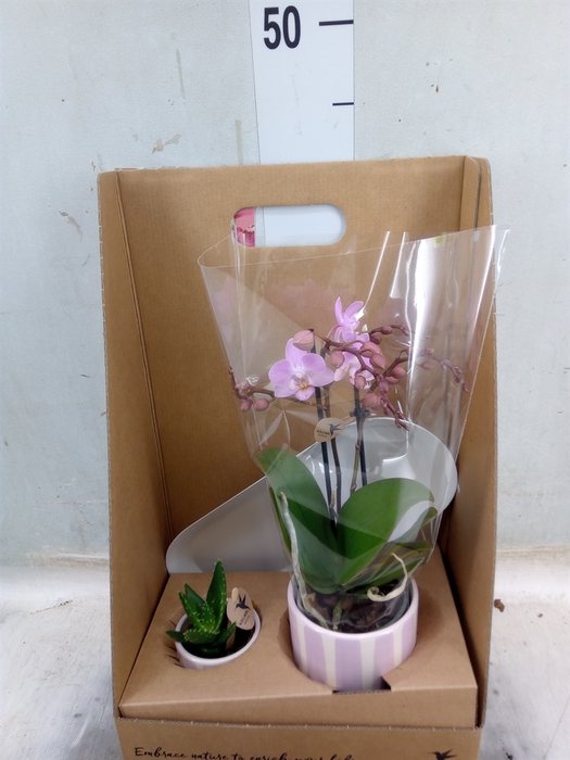 <h4>Arr.  Phalaenopsis H%</h4>