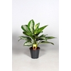 Aglaonema Diamond Bay
