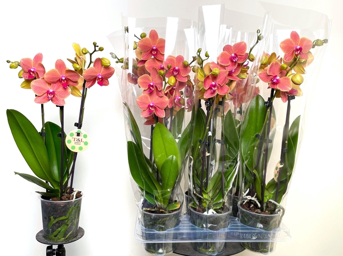 <h4>PHAL OV ORANJE</h4>