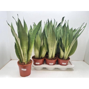 Sansevieria trifasciata Moonshine 17Ø 60cm