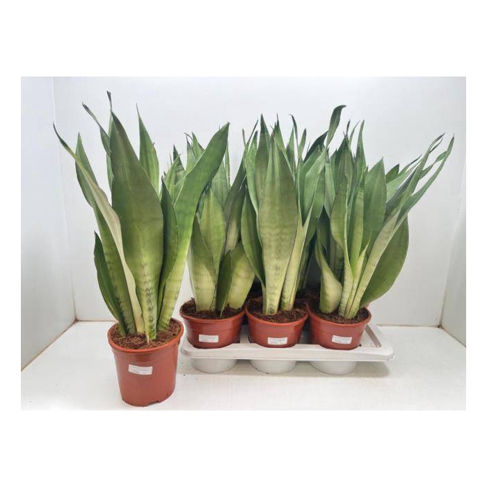 <h4>Sansevieria trifasciata Moonshine 17Ø 60cm</h4>