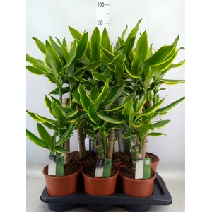 Dracaena frag. 'Golden Coast'