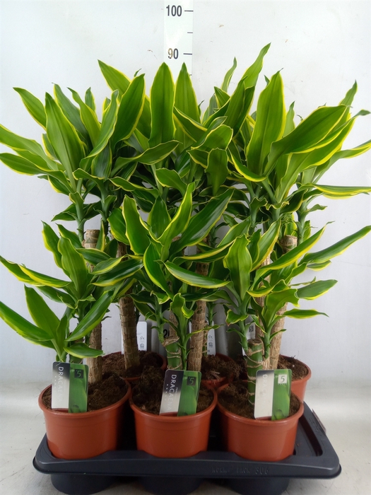 <h4>Dracaena frag. 'Golden Coast'</h4>
