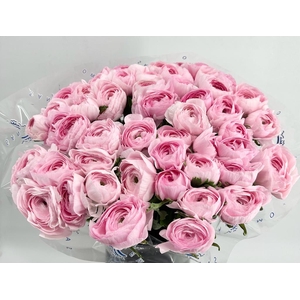 Ranunculus Clooney Lady Super