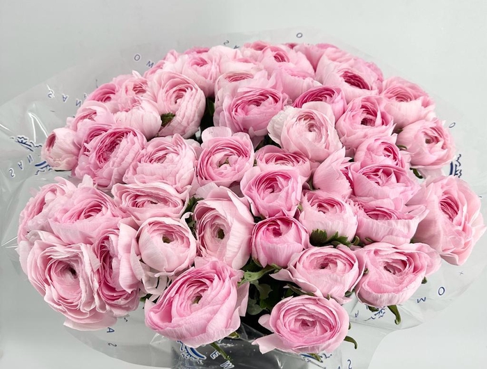 <h4>Ranunculus Clooney Lady Super</h4>