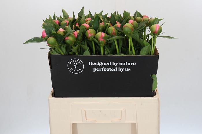 Paeonia Etched Salmon