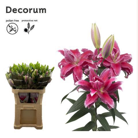 <h4>LI ROSELILY DORIA 4+</h4>