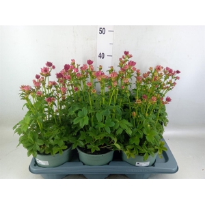 Astrantia major