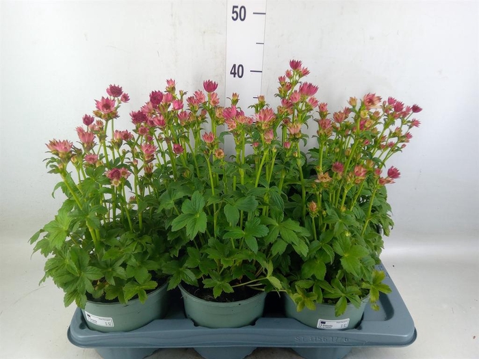 <h4>Astrantia major</h4>