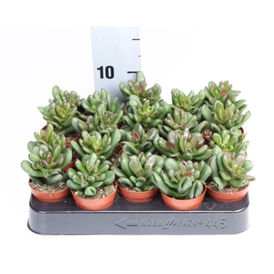 Crassula   ...