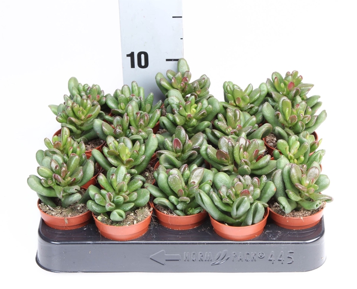 <h4>Crassula   ...</h4>