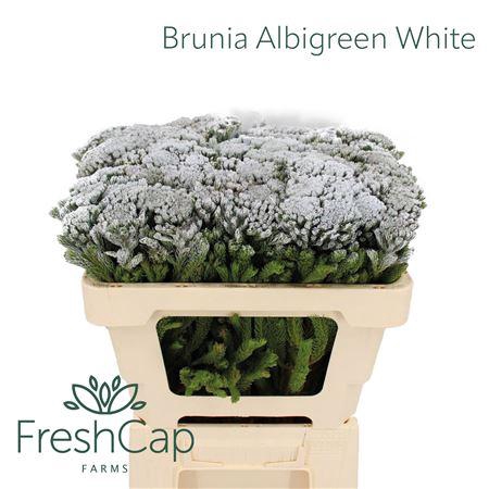<h4>Brunia Albigreen Xmas - White</h4>