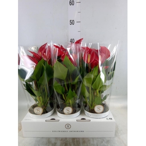 Anthurium  'Banderola Roja'