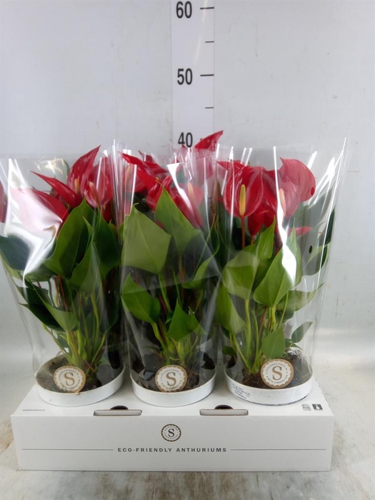 <h4>Anthurium  'Banderola Roja'</h4>