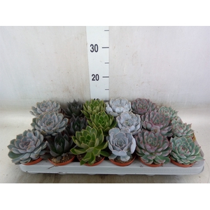 Echeveria   ...mix