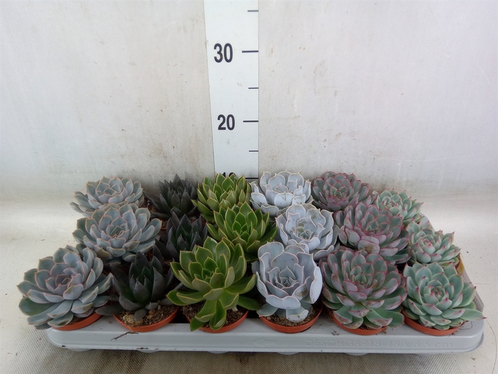 <h4>Echeveria   ...mix</h4>
