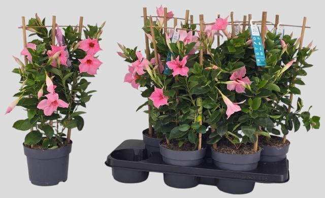 <h4>MANDE SUN CR PINK</h4>