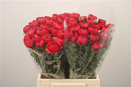 <h4>Ran El. Red Ex</h4>