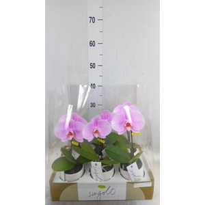 Phalaenopsis   ...rose