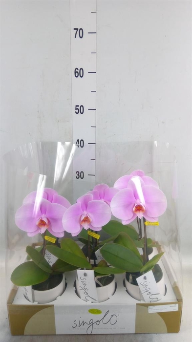 <h4>Phalaenopsis   ...rose</h4>