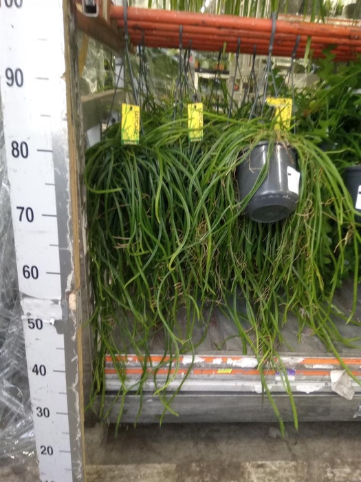 <h4>Rhipsalis   ...</h4>