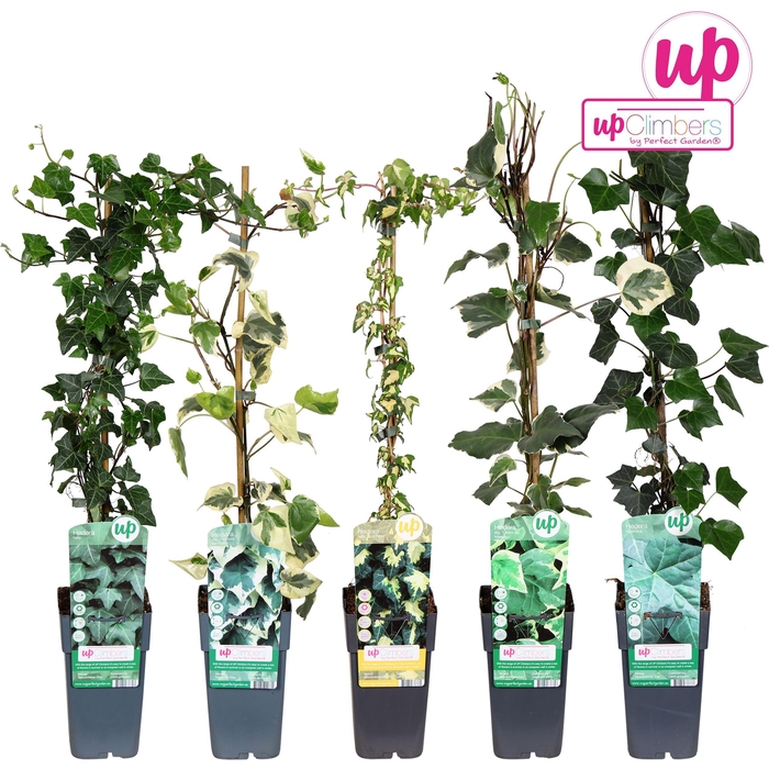 <h4>Hedera mix tray P15</h4>