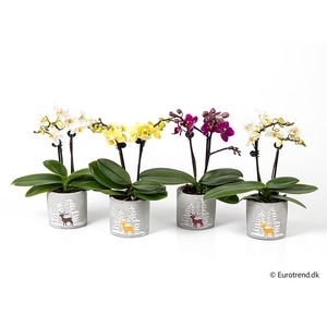 PHALAENOPSIS-HYBRID p6