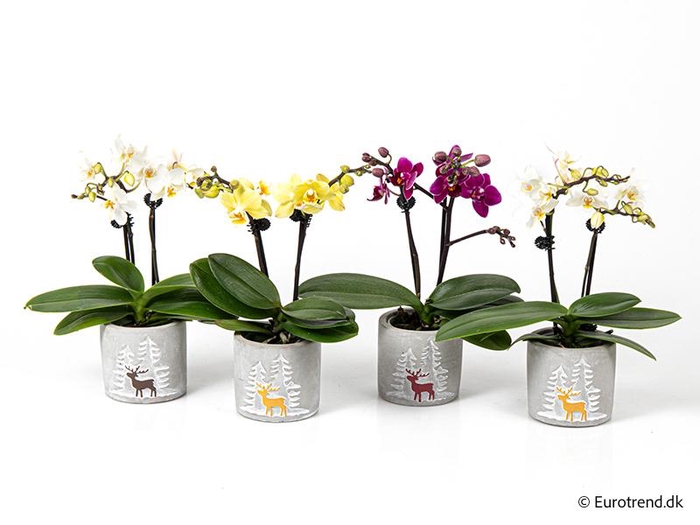 <h4>PHALAENOPSIS-HYBRID p6</h4>