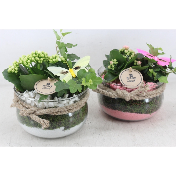 <h4>Arr2 Pl - Glas Bose Touw X6 - Roze/wit</h4>