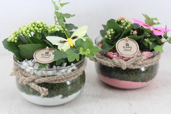 <h4>arr2 PL - Glas bose touw x6 - roze/wit</h4>