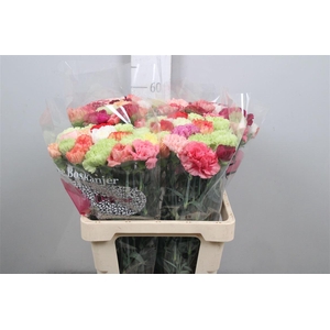 Di St Gemengd In Bos