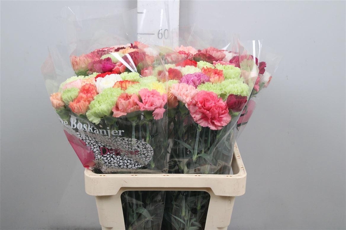 <h4>Di St Gemengd In Bos</h4>