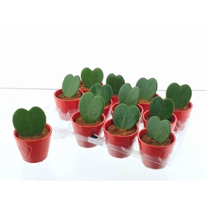 !! PROMO !! HOYA KERRII RED CERAMICS