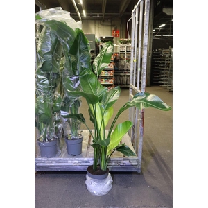 arr8 Strelitzia Nicolai