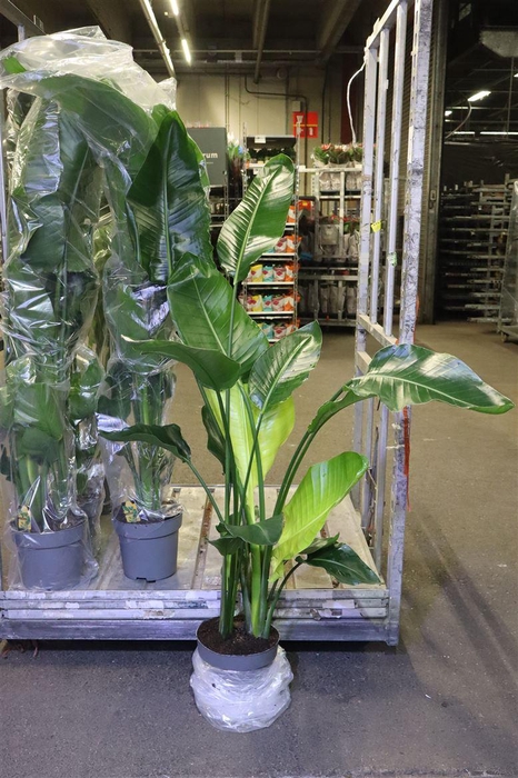 <h4>arr8 Strelitzia Nicolai</h4>