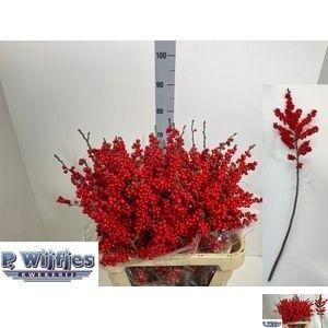 <h4>ILEX VE RODE BES</h4>