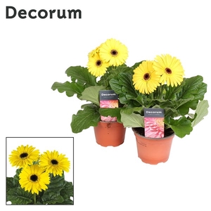 Gerbera 2-bl Yellow