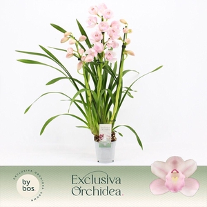 Cymbidium, Pink Bell 3-spike 'Exclusiva Orchidea'