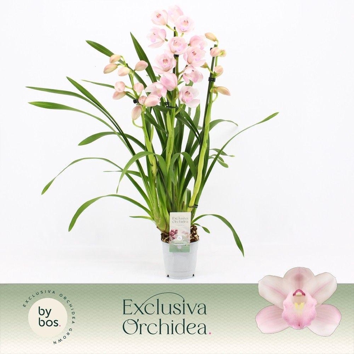 <h4>Cymbidium, Pink Bell 3-spike 'Exclusiva Orchidea'</h4>