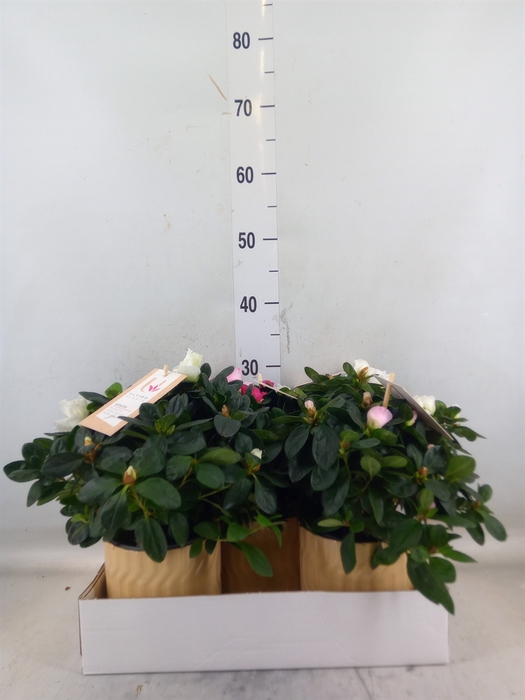 <h4>Rhododendron sim.   ...mix 3</h4>