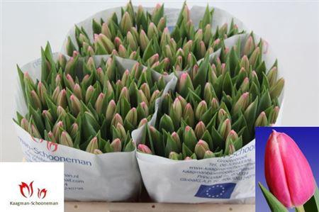 <h4>Tu En Milkshake</h4>