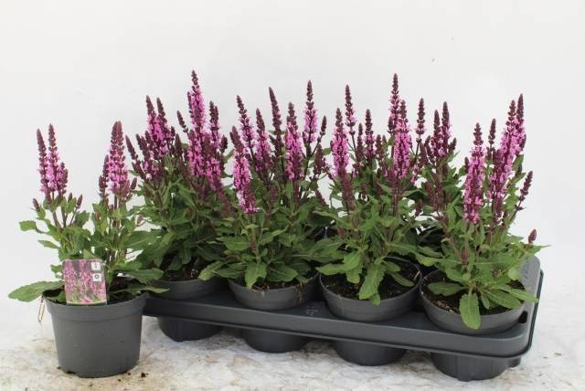 <h4>SALVIA NE MIDNIGH RS</h4>